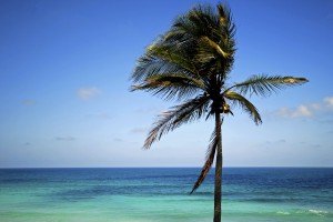 Tropical beach, blue sky & sea, with palm tree